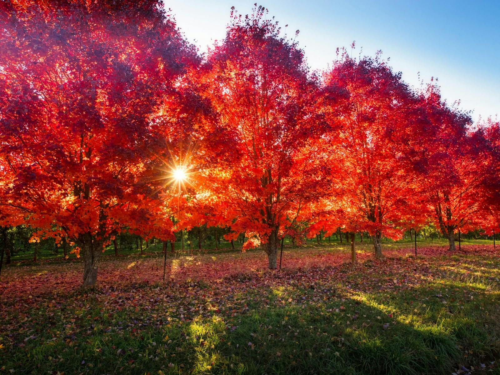 The 8 best Mountain Towns in Australia